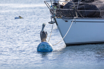 Pelican perched on a buoy in Newport Beach harbor