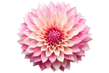 Beautiful Dahlia Flower Paper Of Water On Transparent Background