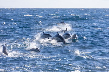 Fototapeta premium Pod of dolphins, including a calf, swimming off the coast of Newport Beach