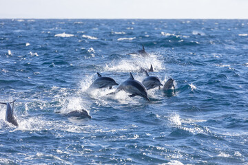 Pod of dolphins, including a calf, swimming off the coast of Newport Beach