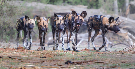 Panorama view of a pack of African Wild Dogs on the hunt, roaming through forest in Botswana, Africa