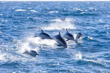 Fotobehang Kust Pod of dolphins, including a calf, swimming off the coast of Newport Beach  © James