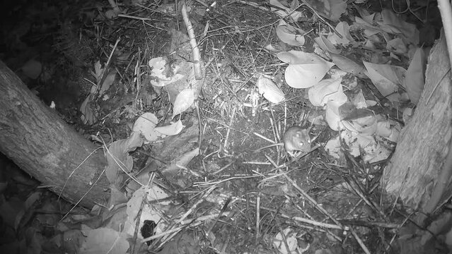 Waldmaus (Apodemus sylvaticus) auf Futtersuche im Garten