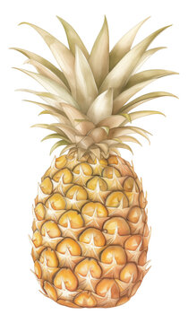 Watercolor and drawing for fresh pineapple isolated. Digital painting of fruits and vegetables illustration.