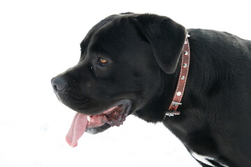 a black Pitbull Boxer Mix dog with its tongue out in the snow. Portrait shot with white background
