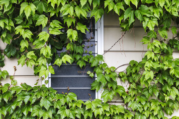 window covered with vines on an old house - obrazy, fototapety, plakaty