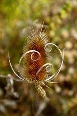 Dry flower 