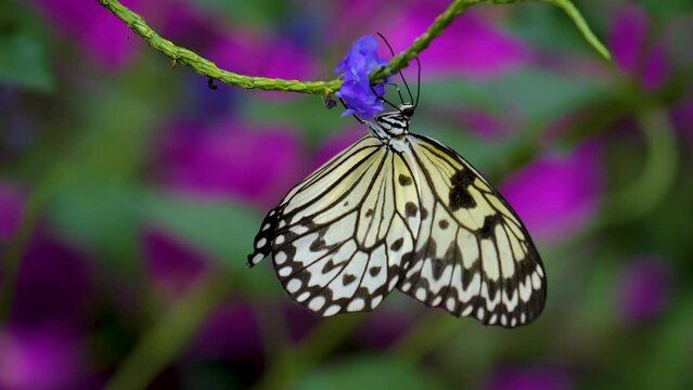 A Close view of a tree nymph butterfly moving around a purple flower.