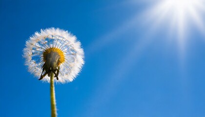 Close-up dandelion serene abstract background.