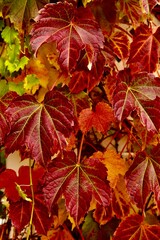 autumn leaves background
