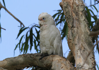 Little corella parrot bird sitting in a tree