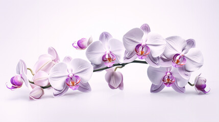Naklejka na ściany i meble Beautiful Blooming Lilac Flower on a White Background. Generative AI