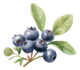 Watercolor and drawing for blueberry branches with green leaves isolated. Digital painting of fruits and vegetables illustration.