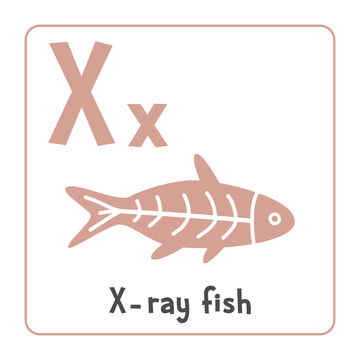 X-ray fish clipart. X ray fish vector illustration cartoon flat style. Animals start with letter X. Animal alphabet card. Learning letter X card. Kids education. Cute x ray fish vector design
