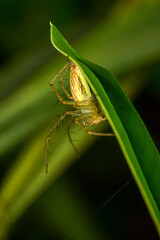 Insects are invertebrates. When the body is fully grown, it is clearly divided into 3 parts: the head, thorax, and abdomen. It is an animal that does not have a backbone. It is the most abundant anima