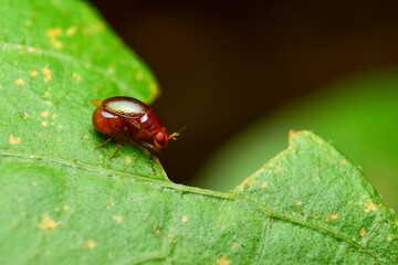 Insects are invertebrates. When the body is fully grown, it is clearly divided into 3 parts: the head, thorax, and abdomen. It is an animal that does not have a backbone. It is the most abundant anima