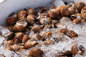 Lots of sweet clams in ice.