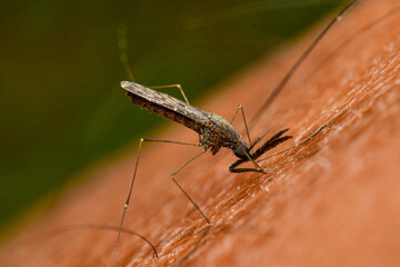Mosquitoes are sucking human blood. Sticking to human skin, closeup, macro