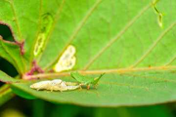 Insects are invertebrates. When the body is fully grown, it is clearly divided into 3 parts: the head, thorax, and abdomen. It is an animal that does not have a backbone. It is the most abundant anima