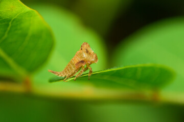 Molting of insects Insects are invertebrates. When the body is fully grown, it is divided into 3 parts: the head, thorax, and abdomen. It is the most abundant animal in the world.