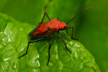 Leptocoris vicinus is part of a group of insects called Soapberry Bugs. They have a beautiful red color with black legs and prefer to live on contrasting green leaves.