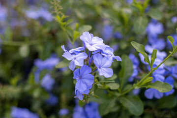 Plumbago auriculata. Purple flowers.