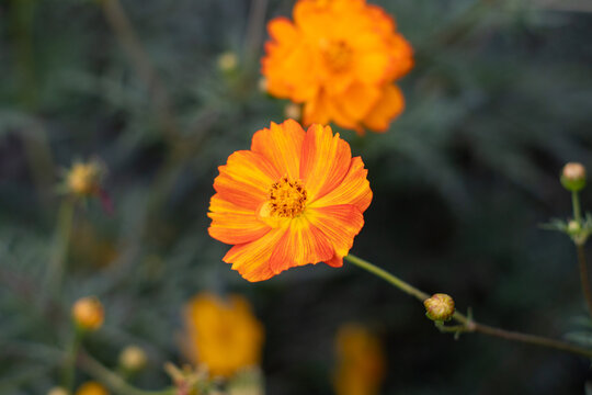 Closeup of an orange sulfur cosmos (Cosmos sulphureus).