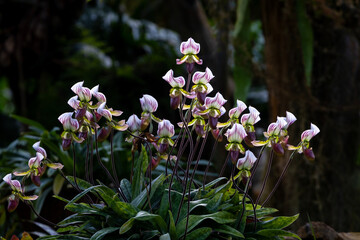 Lady's slipper orchids or Paphiopedilum callosum Rchb Stein flowes in full bloom the native epiphyte plant to tropical rainforest of Southeast Asia