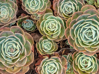 Cactus cactus cactus