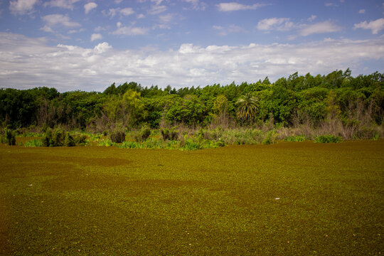 river full of camalotes with vegetation in ecological reserve