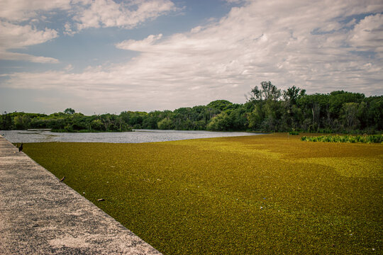 river full of camalotes with vegetation in ecological reserve