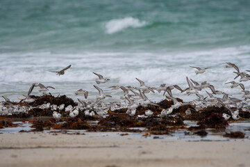 Groupe de bécasseaux sanderling sur une plage en Bretagne-France