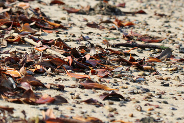 Brown leaves on a sandy beach