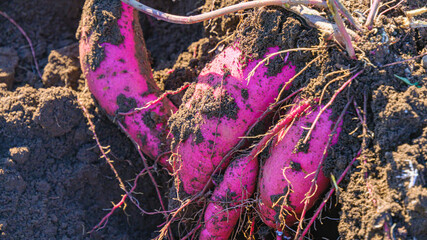 さつまいもの収穫