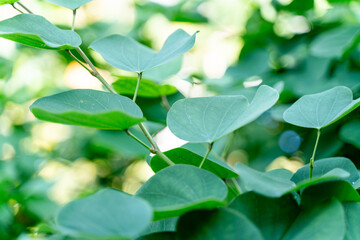 leaves green on a branch - close up