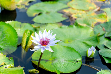 water lotus  in the pond with green leaves - close up 