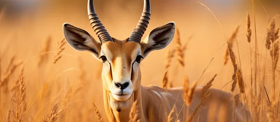 Fotobehang In the vast savannah of Africa, amidst the natural beauty of the wilderness, a majestic African antelope with its impressive horns gracefully grazed on the lush grass, showcasing the harmonious © 2rogan