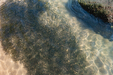 A group of small fish swims at the beach of Koh Tao, Thailand.