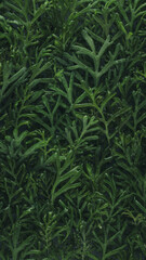 Obraz premium Winter foliage background with frozen green plant leaves covered in ice and frost. Plant wall for winter environmentally friendly or Earth day background.