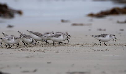 Groupe de Bécasseaux Sanderling sur une plage de Bretagne-France