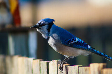 blue jay on a wooden fence 