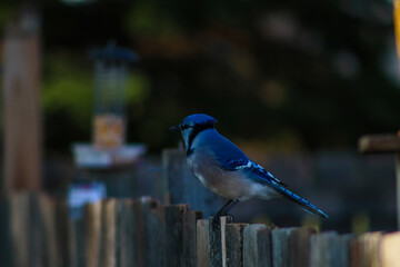blue jay on a fence 