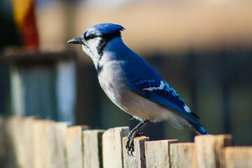 blue jay on a wooden fence
