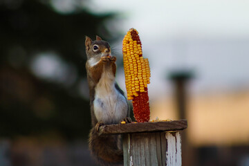 squirrel eating a nut