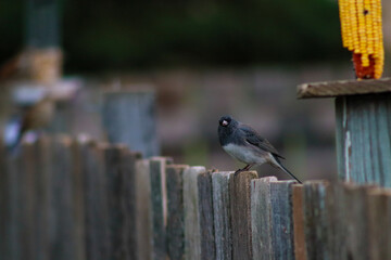 bird on a fence