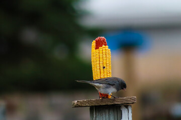 bird on a fence for feeder