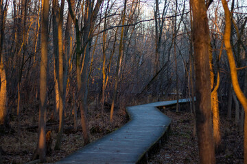 footpath in the forest