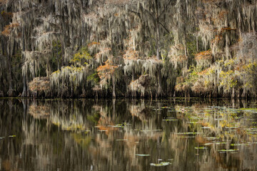 Caddo Lake is a bayou in east Texas filled with cypress trees with needles that turn red, yellow...