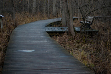 wooden footpath in the forest