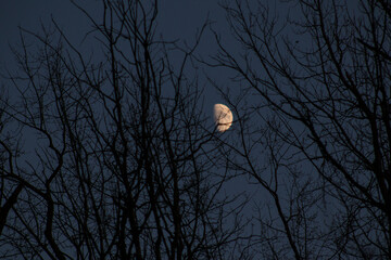 moon over the forest